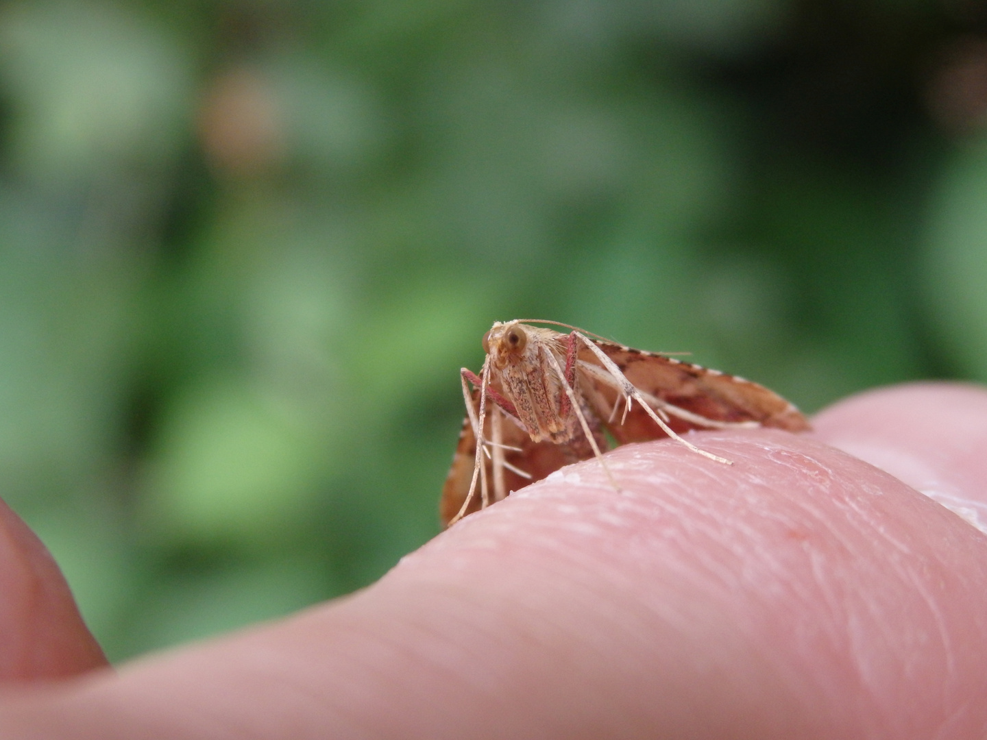 Geflammter Kleinzünsler (Endotricha flammealis)