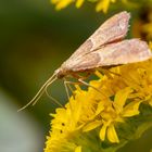 Geflammter Kleinzünsler ( Endotricha flammealis  ) 