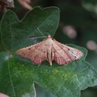 Geflammter Kleinzünsler (Endotricha flammealis)