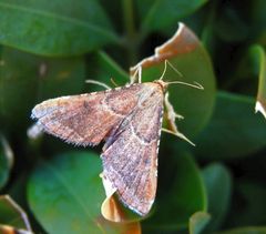 Geflammter Kleinzünsler (Endotricha flammealis)