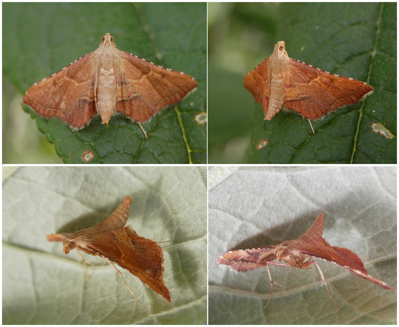 Geflammter Kleinzünsler (Endotricha flammealis) - Collage