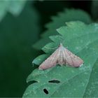 Geflammter Kleinzünsler (Endotricha flammealis)