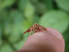 Geflammter Kleinzünsler (Endotricha flammealis)