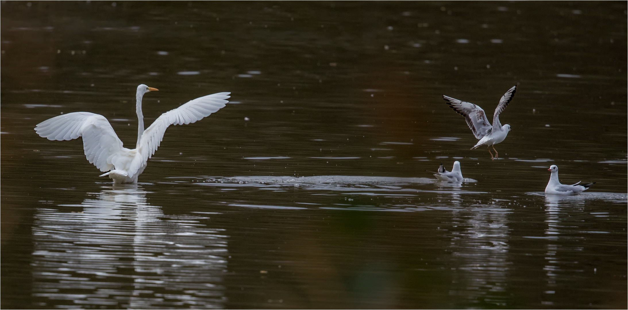 Geflatter am Brodauer Teich  .....