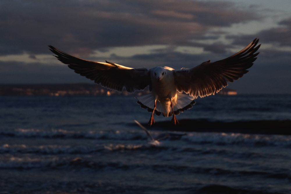 Geflatter am Meer