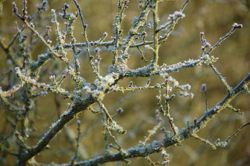 Geflecht im Frost