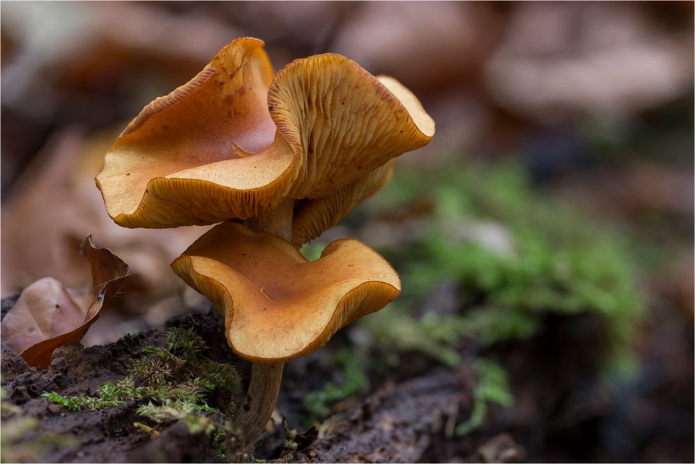 Geflecktblättriger Flämmling