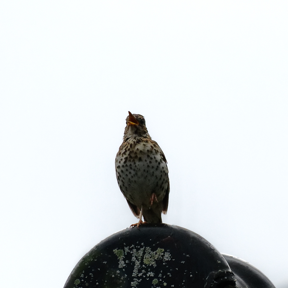 Gefleckte Abendsängerin Die Singdrossel (Turdus philomelos)