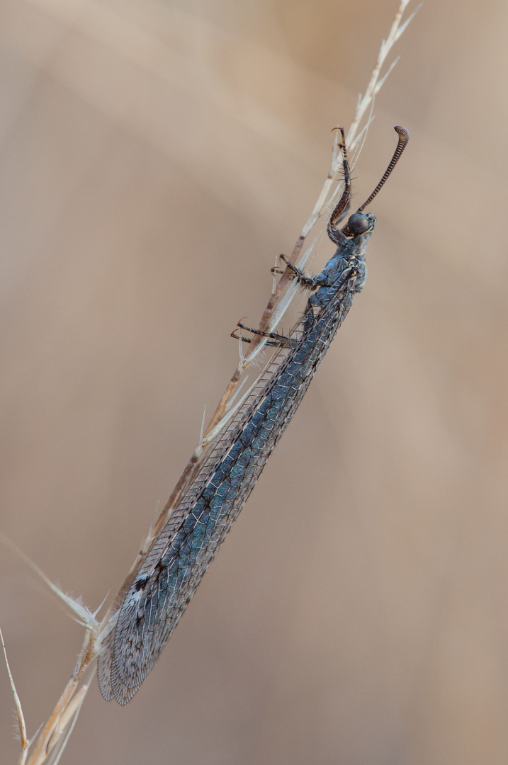 Gefleckte Ameisenjungfer