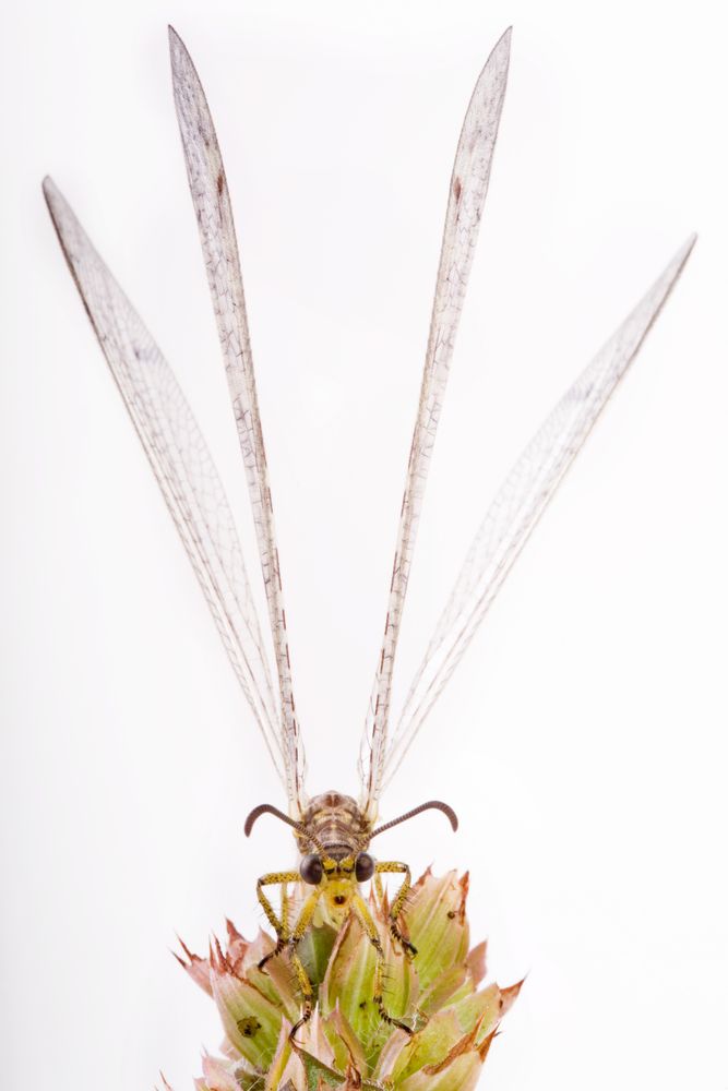 Gefleckte Ameisenjungfer (Euroleon nostras) - adult antlion (Euroleon nostras)