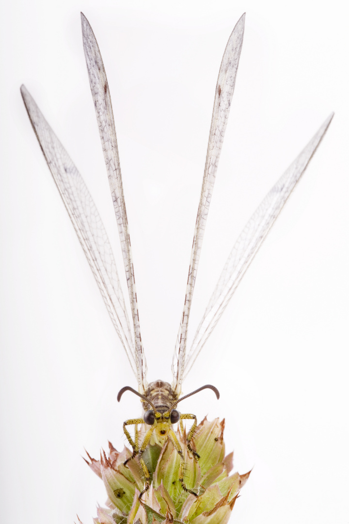Gefleckte Ameisenjungfer (Euroleon nostras) - adult antlion (Euroleon nostras)