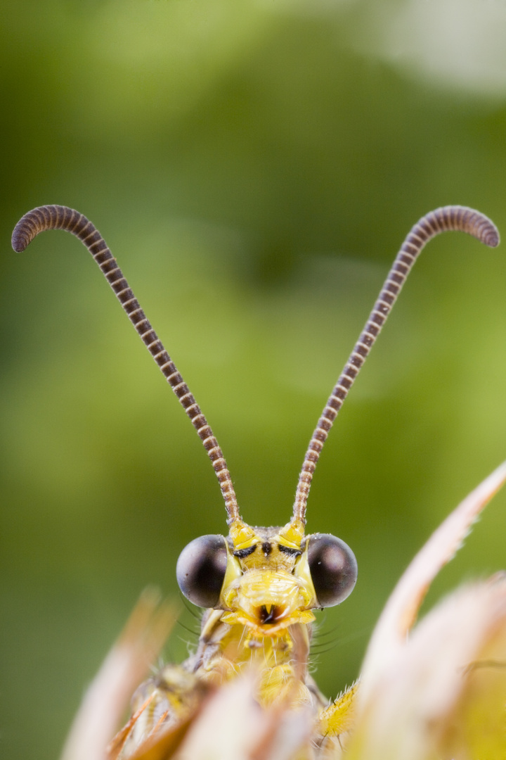 Gefleckte Ameisenjungfer (Euroleon nostras) im Studio - adult antlion (Euroleon nostras)