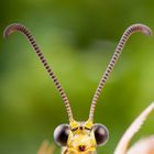 Gefleckte Ameisenjungfer (Euroleon nostras) im Studio - adult antlion (Euroleon nostras)