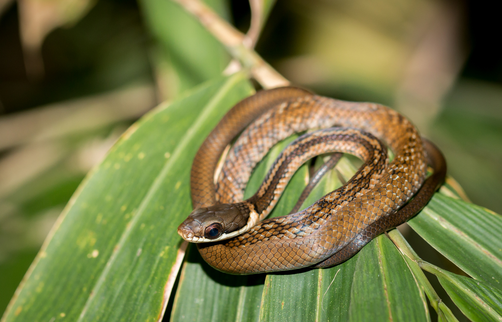 gefleckte Bronzenatter