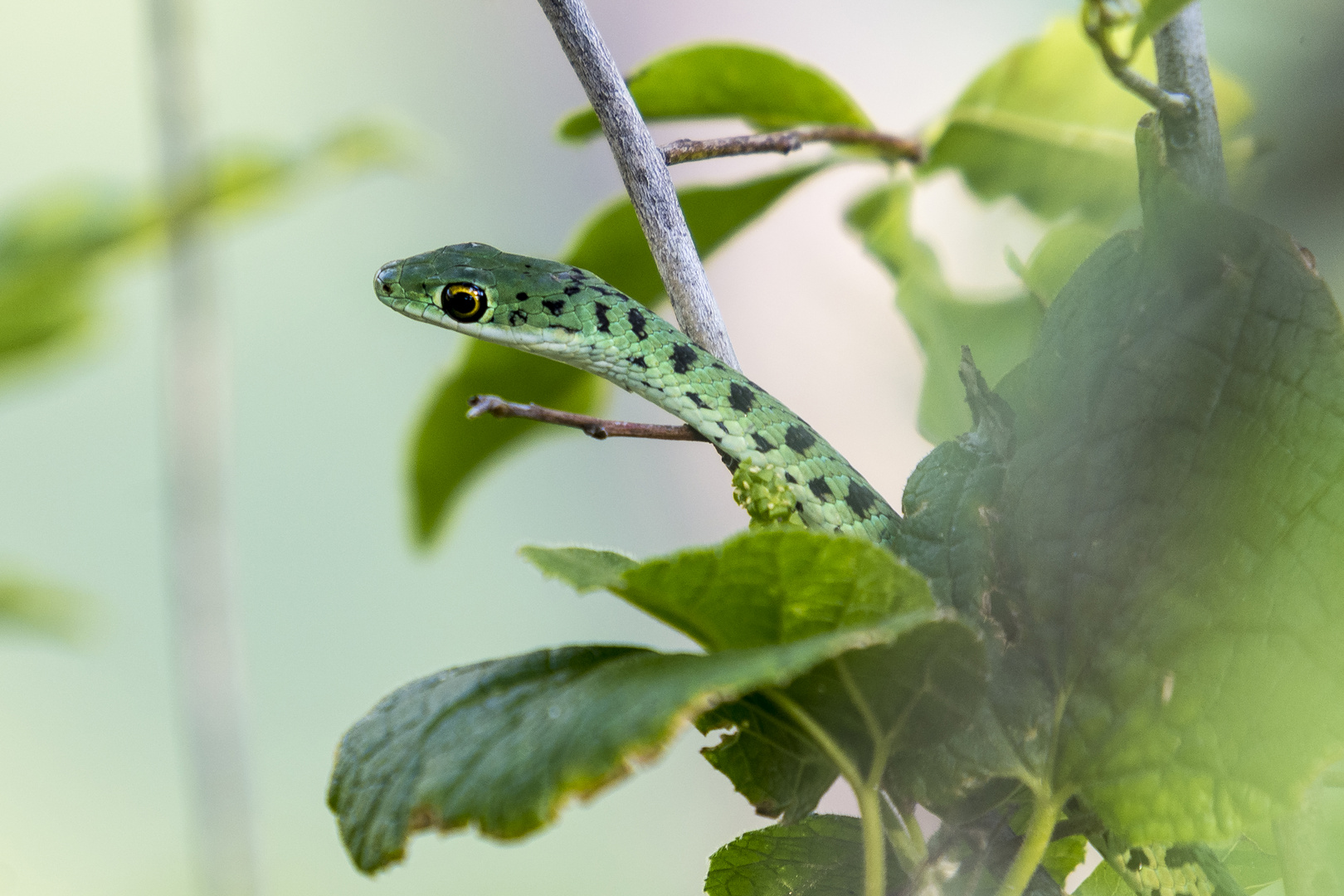 Gefleckte Buschschlange - Verigated bushsnake (Philothamnus semivariegatus)