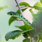 Gefleckte Buschschlange - Verigated bushsnake (Philothamnus semivariegatus)