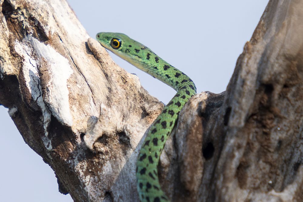 Gefleckte Buschschlange - Verigated bushsnake (Philothamnus semivariegatus