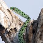 Gefleckte Buschschlange - Verigated bushsnake (Philothamnus semivariegatus