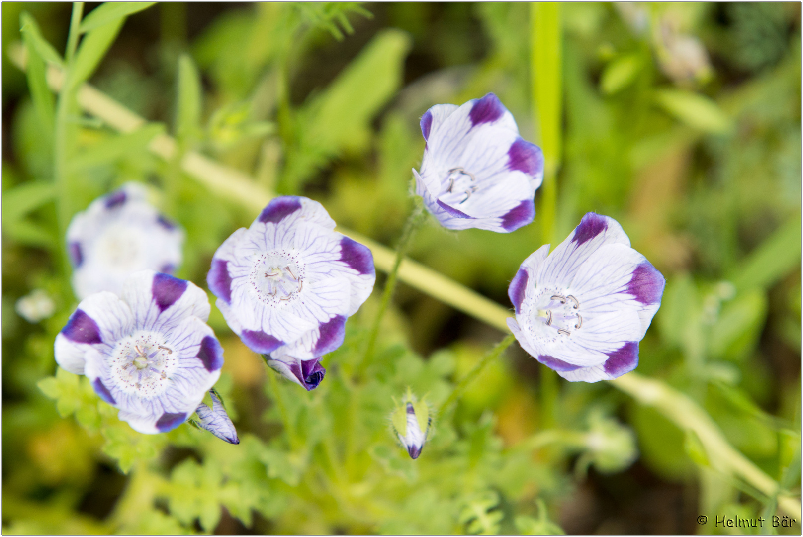 Gefleckte Hainblume