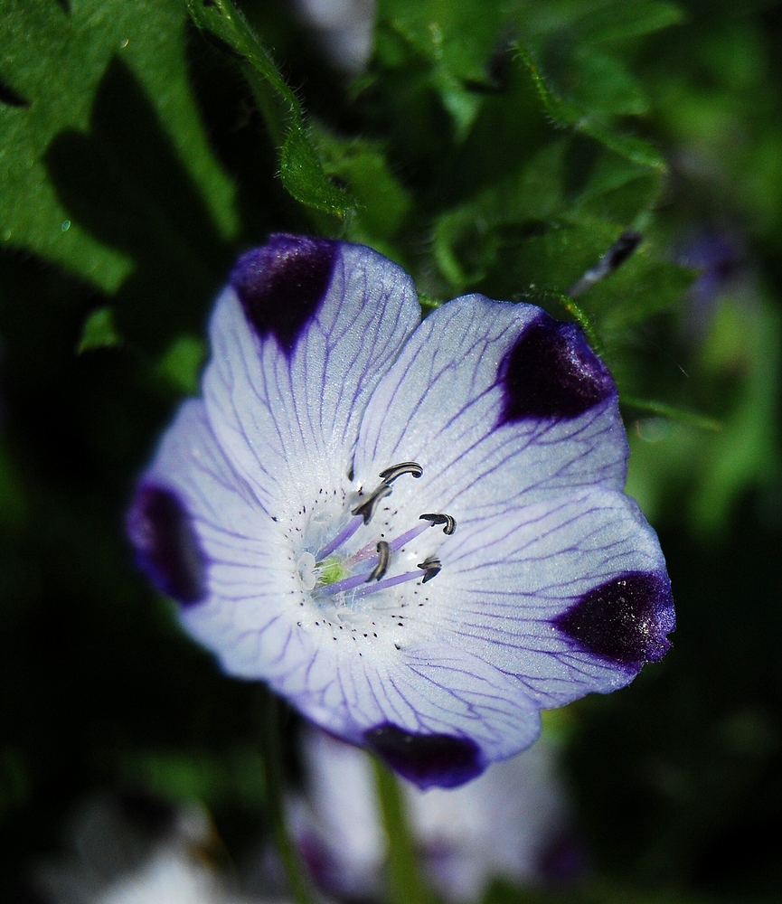 Gefleckte Hainblume (ehem. Titel Jungfer im Grünen)