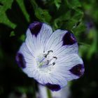 Gefleckte Hainblume (ehem. Titel Jungfer im Grünen)