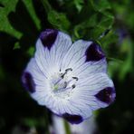 Gefleckte Hainblume (ehem. Titel Jungfer im Grünen)