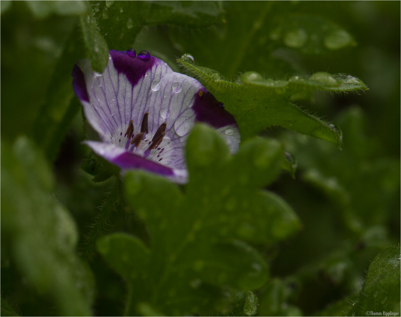 Gefleckte Hainblume (Nemophila maculata).