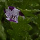 Gefleckte Hainblume (Nemophila maculata).