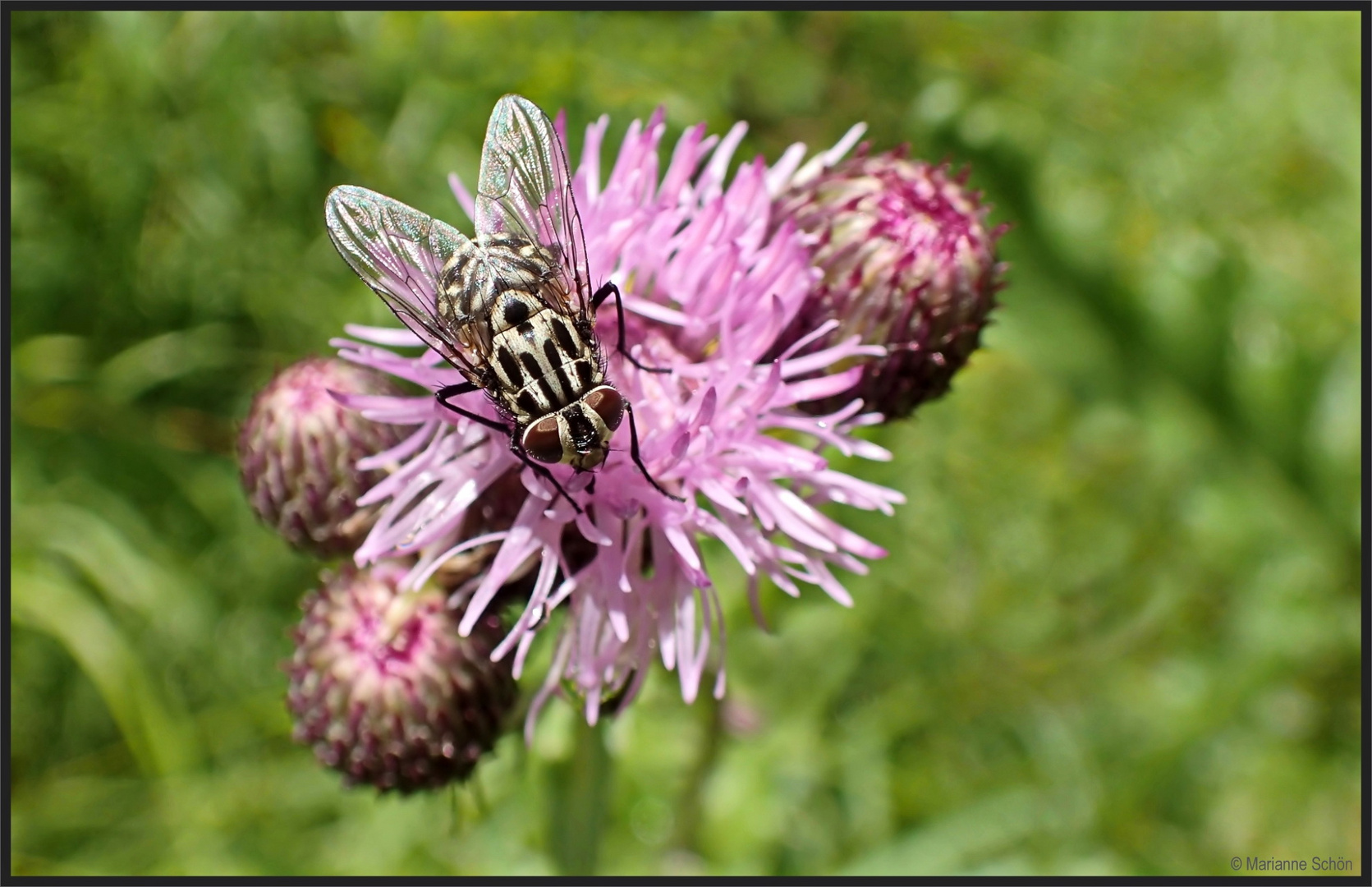 Gefleckte Hausfliege...