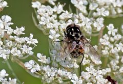 Gefleckte Hausfliege
