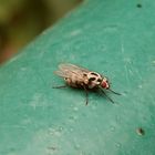 Gefleckte Hausfliege (Graphomya maculata) auf dem Gartentor