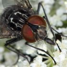 Gefleckte Hausfliege, Graphomya maculata im Portät