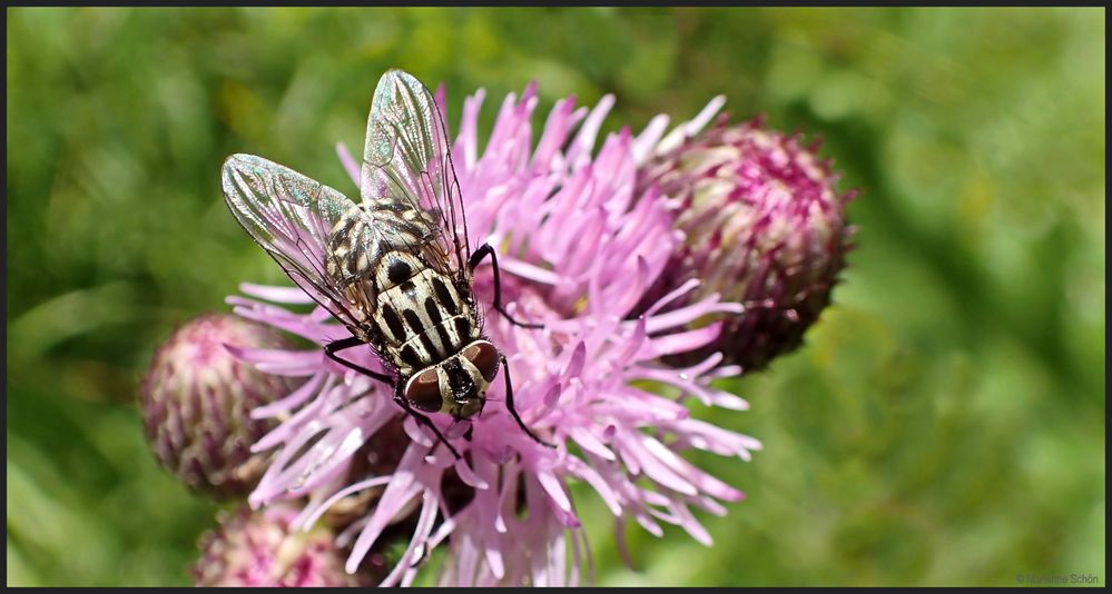 Gefleckte  Hausfliege II ...		