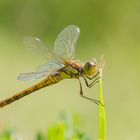 Gefleckte Heidelibelle