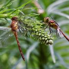 Gefleckte Heidelibelle