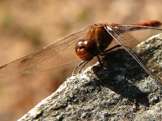 Gefleckte Heidelibelle