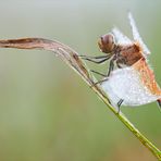 Gefleckte Heidelibelle - Männlich