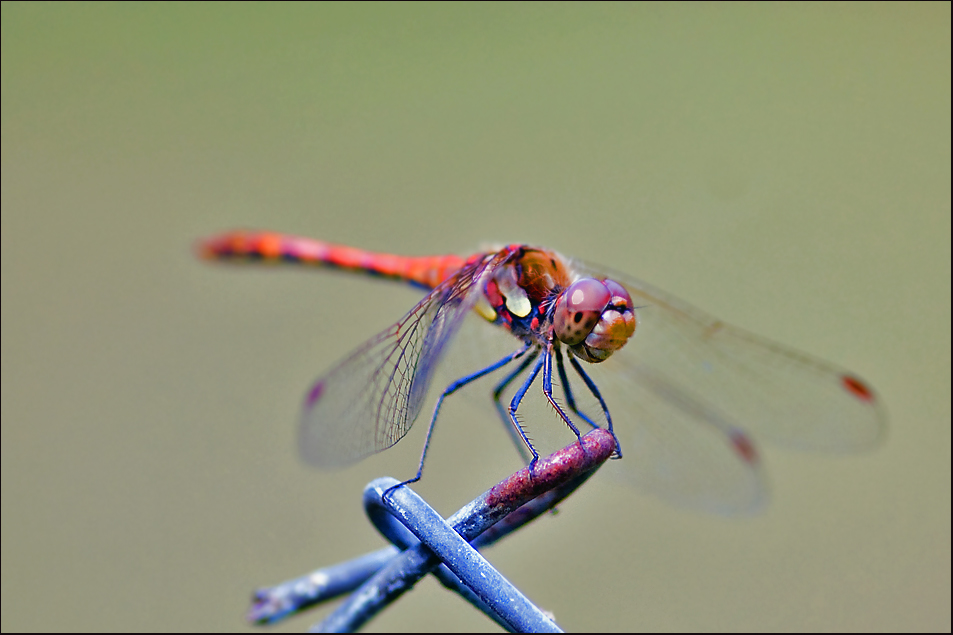 Gefleckte Heidelibelle (Sympetrum flaveolum)