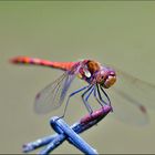 Gefleckte Heidelibelle (Sympetrum flaveolum)