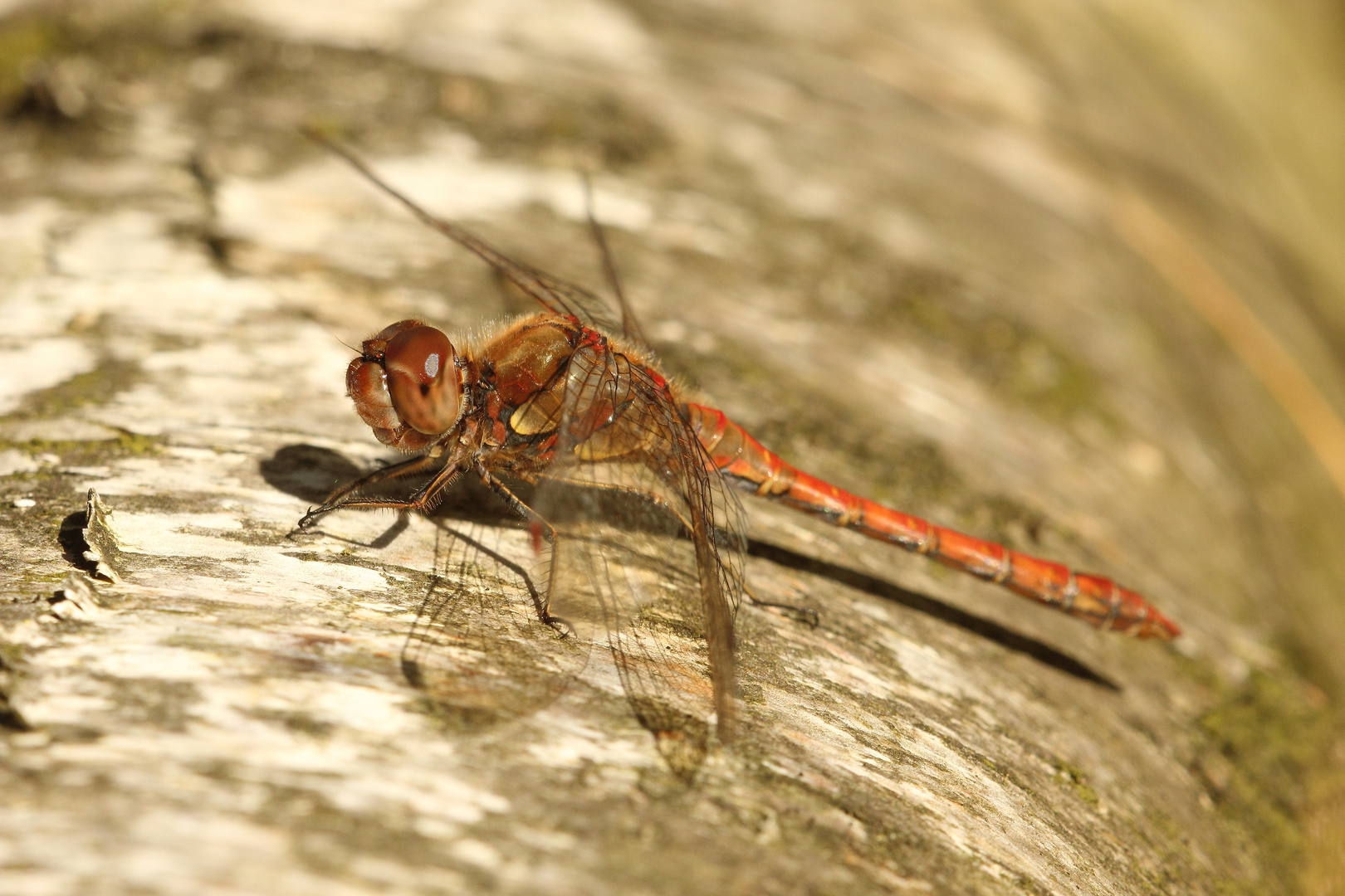 Gefleckte Heidelibelle (Sympetrum flaveolum)