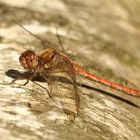 Gefleckte Heidelibelle (Sympetrum flaveolum)