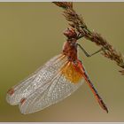 Gefleckte Heidelibelle (Sympetrum flaveolum)