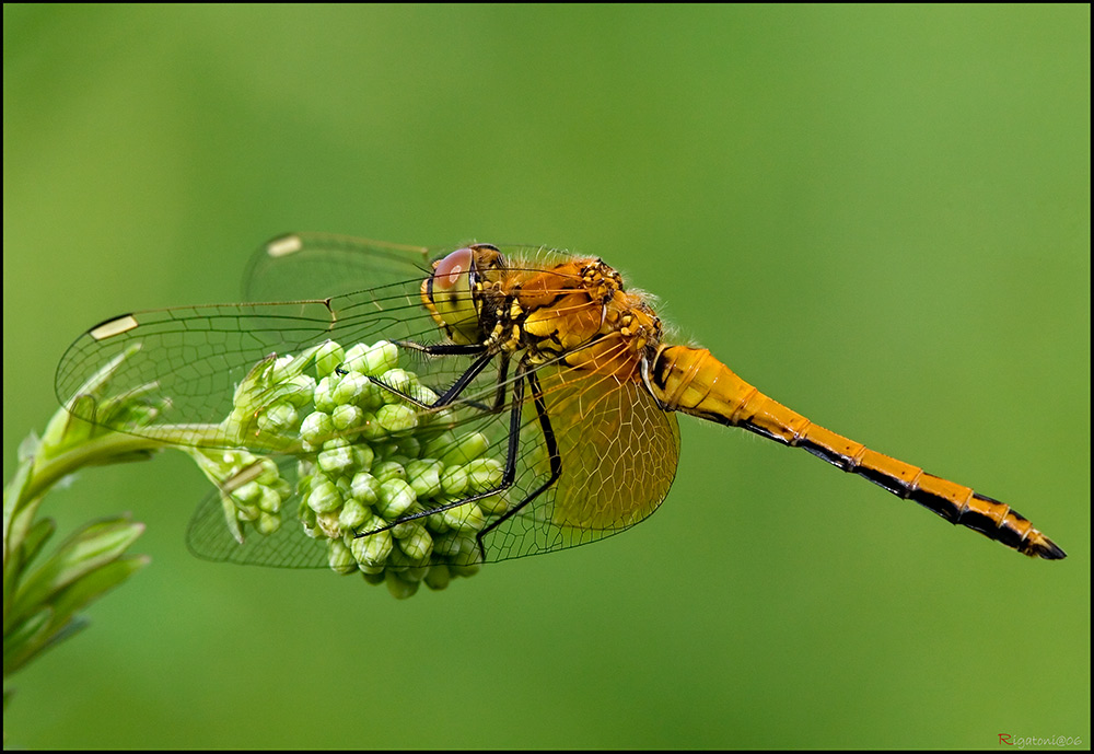 Gefleckte Heidelibelle - (Sympetrum flaveolum)