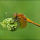 Gefleckte Heidelibelle - (Sympetrum flaveolum)