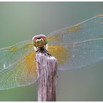 Gefleckte Heidelibelle (Sympetrum flaveolum)