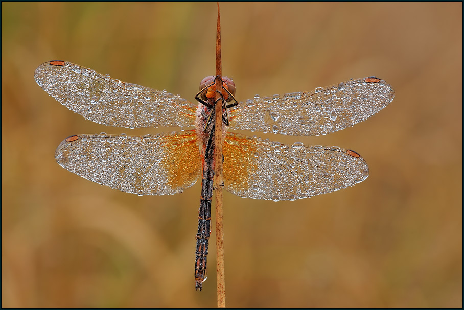 Gefleckte Heidelibelle (Sympetrum flaveolum)