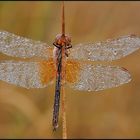 Gefleckte Heidelibelle (Sympetrum flaveolum)