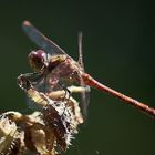 Gefleckte Heidelibelle (Sympetrum Flaveolum)