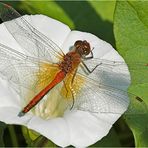 Gefleckte Heidelibelle (Sympetrum flaveolum)