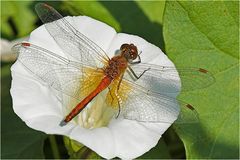 Gefleckte Heidelibelle (Sympetrum flaveolum)